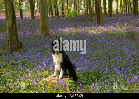 Border Collie est alerte dans une bois bluebell au printemps, promenade Sussex Banque D'Images