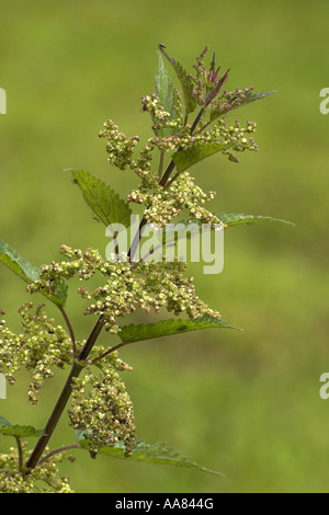 Picotements (Commun) l'Ortie Urtica dioica close-up de plante en fleur, Potteric Carr Nature Reserve, Doncaster, South Yorkshire Banque D'Images