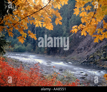 Santiam River dans le nord des Cascades de l'Oregon encadrées de couleur à l'automne Banque D'Images