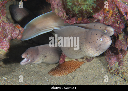 Gymnothorax griseus murène grise Mer Rouge Dahab Banque D'Images