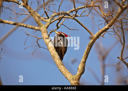 Grand Pic en arbre en scenic Florida USA Banque D'Images