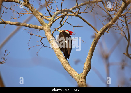 Grand Pic en arbre en scenic Florida USA Banque D'Images