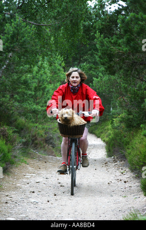 Cycliste sur un chemin à Loch Eilean Rothiemurcus forêt avec un chien dans un panier à l'avant Banque D'Images