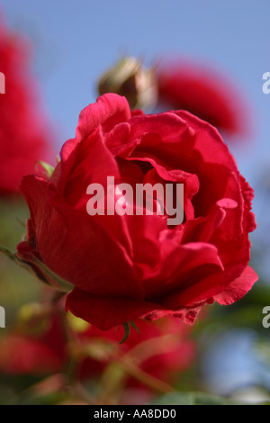 Rose rouge rouge profond climber Banque D'Images