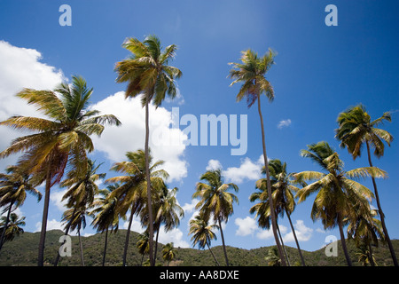 Palmiers dans le ciel, Antigua Antilles, Caraïbes, îles Leward, plage de Darkwood, côté sud de l'île. Banque D'Images