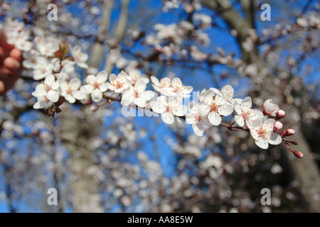 Le printemps est arrivé Banque D'Images