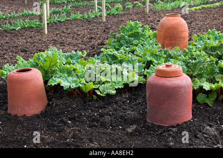 La rhubarbe de style victorien, forçant des bocaux dans un jardin traditionnel, Norfolk, Angleterre. Banque D'Images