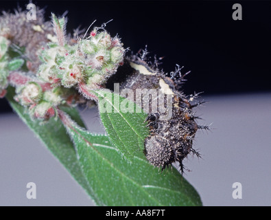 L'amiral rouge ou Vanessa atalanta échevin caterpillar papillon dans un jardin de San Francisco Banque D'Images