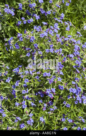 De nombreuses fleurs bleu profond de grémil Grémil pourpre lire, Lithospermum purpurocaeruleum - BORAGINACEAE - Banque D'Images