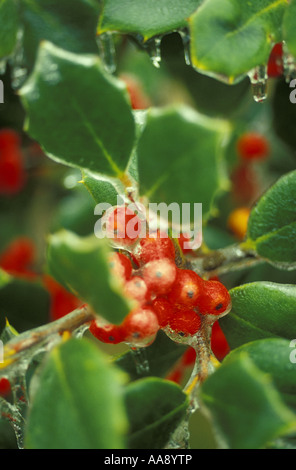 La glace d'hiver couvre les feuilles et les baies de houx Banque D'Images