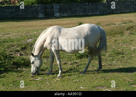 Poney New Forest Hampshire Lyndhurst près de pâturage Angleterre Royaume-Uni UK Banque D'Images