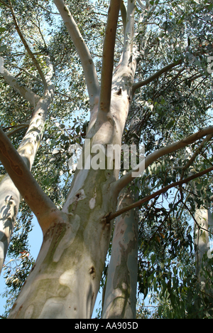 À l'Eucalyptus Dalrympleana Hillier Gardens Hampshire Royaume-Uni Banque D'Images