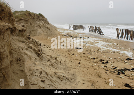 L'érosion côtière. Rangées de pieux en bois installées pour protéger la dune côtière. Ile d'Oléron, côte Atlantique. La France. Banque D'Images