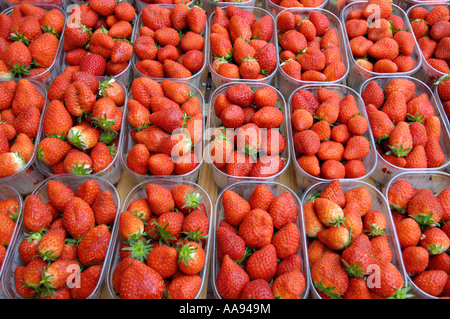 Affichage d'un alignement de barquettes de fraises Banque D'Images