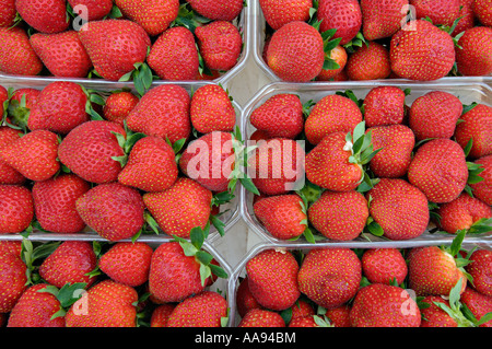 Affichage d'un alignement de barquettes de fraises Banque D'Images