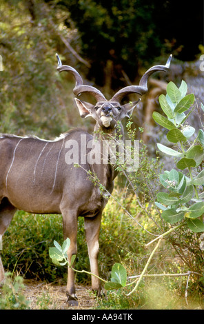 Portrait de grand koudou mâle avec de splendides cornes naviguant sur un buisson dans la réserve nationale de Samburu, Kenya Afrique de l'Est Banque D'Images