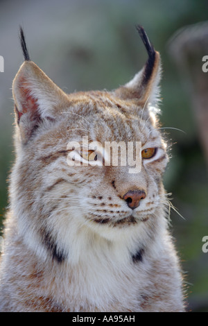 Bobcat dans le zoo Banque D'Images