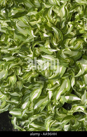 Vert blanc feuilles de plantain à feuilles ondulées - Liliaceae - Hosta undulata, Japon Banque D'Images