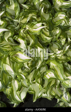 Vert blanc feuilles de plantain à feuilles ondulées - Liliaceae - Hosta undulata, Japon Banque D'Images