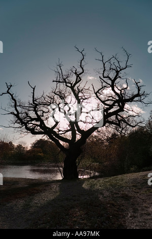La silhouette d'un arbre sans feuilles en hiver l'arbre se dresse sur les rives d'un petit étang dans traverser Leytonstone London England UK Banque D'Images