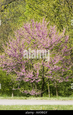 Fleurs roses vibrantes de la rougeole de l'est (Cercis canadensis) fleurissant au printemps, Canada. Bel arbre fleuri dans un paysage de parc verdoyant. Banque D'Images
