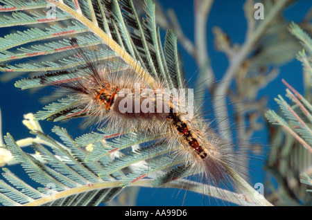 La pomme peint australienne (Teia anartoides) chenille velue sur le feuillage de mimosa Banque D'Images