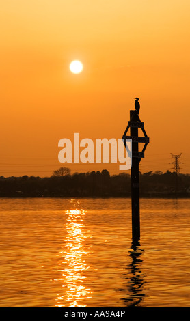 Aigrettes assis sur un câble d'alimentation Avertissement post. Le coucher du soleil. Le port de Poole. Le Dorset. UK. Banque D'Images