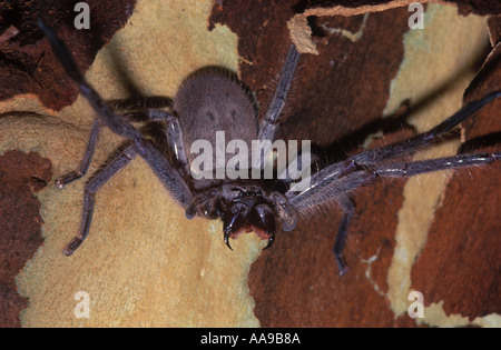 Australien Huntsman Spider Delena cancerides en Nouvelle-Galles du Sud, Australie, sur écorce d'arbre Banque D'Images