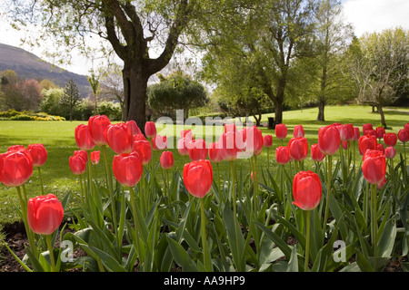 Tulipes rouges fleuris en bordure de jardin dans un parc public Abergavenny Wales UK Banque D'Images