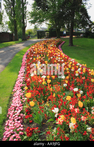 Les fleurs de printemps dans le parc de bien-être mineurs Bedworth Midlands de l'Angleterre Banque D'Images