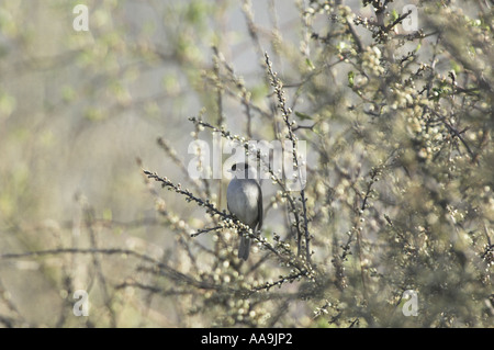 Sylvia atricapilla Blackcap mâle en haie printemps des bourgeons Prunellier Prunus spinosa Norfolk UK Avril Banque D'Images