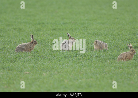 Lièvre brun Lepus capensis groupe dans l'activité d'accouplement sur le blé d'hiver Norfolk Uk Avril Banque D'Images