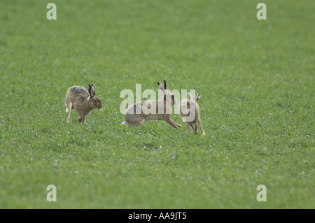 Lièvre brun Lepus capensis groupe dans l'activité d'accouplement sur le blé d'hiver Norfolk Uk Avril Banque D'Images