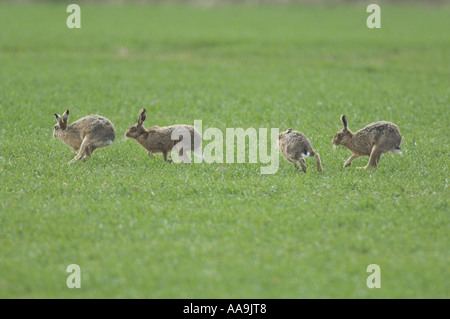 Lièvre brun Lepus capensis groupe dans l'activité d'accouplement sur le blé d'hiver Norfolk Uk Avril Banque D'Images