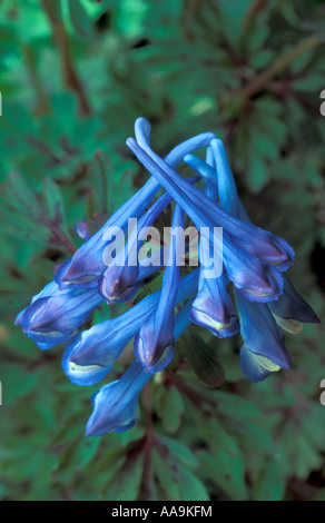 Corydalis flexuosa forme feuille pourpre Banque D'Images