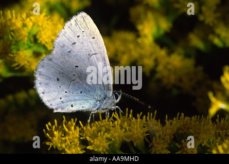 Celestrina argiolus Holly Blue Butterfly Banque D'Images