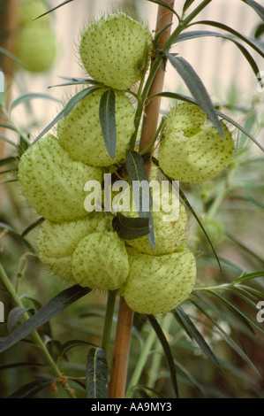Bush, fruits de coton ballon Asclepias physocarpa aka Gomphocarpus physocarpus Apocynaceae, sud-est de l'Afrique
