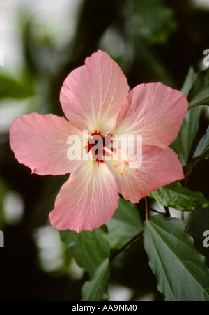 Hibiscus sinosyriacus Banque D'Images