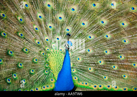 Paon Bleu Pavo Phasianidae indien Banque D'Images