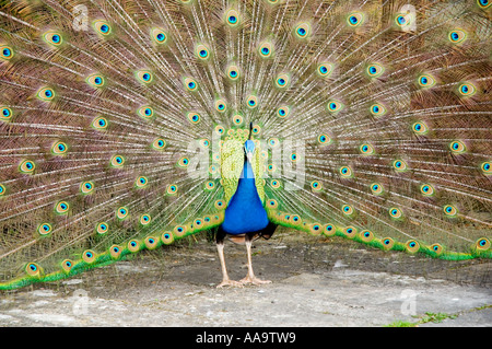 Paon Bleu Pavo Phasianidae indien Banque D'Images