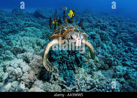 Tortue verte Chelonia mydas nettoyés par les ergots jaune et doublé bristletooth Kailua Kona Hawaii Pacific Banque D'Images