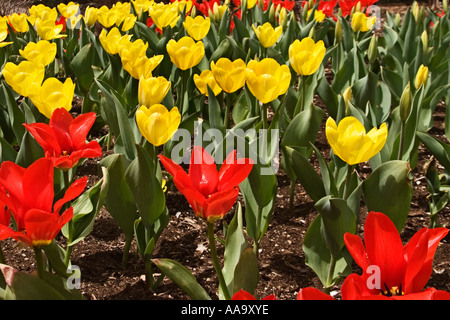 Tulipes rouges et jaunes colorés en pleine floraison sur une journée de printemps ensoleillée Banque D'Images