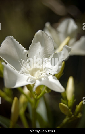 Fleur blanche de l'usine orleander Banque D'Images