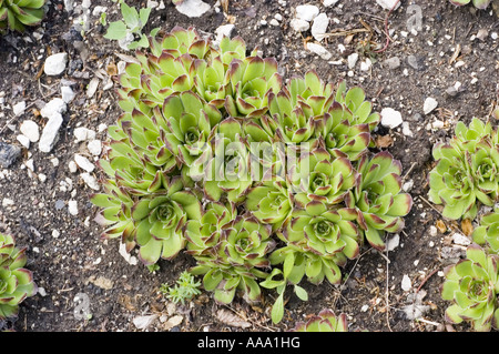 Barbe de Jove plant - Crassulaceae - Jovibarba heuffelii Banque D'Images