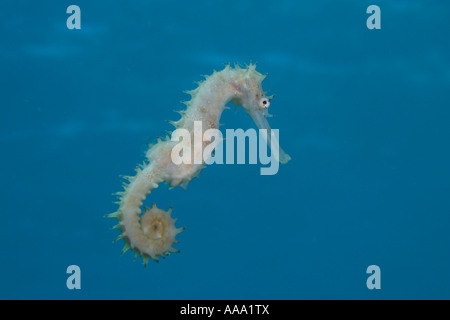 Hippocampe épineux de la Mer Rouge Egypte Dahab Hippocampus jayakari Banque D'Images