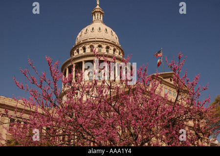 Arbres en fleurs embellissent l'État du Texas à Austin en capital. Banque D'Images