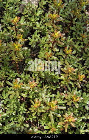 Couvre-sol orangé de Stonecrop de Kamschatka (Sedum floriferum ou Sedum kamtschaticum) avec de succulentes feuilles vertes et des boutons floraux jaunes. Banque D'Images