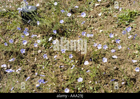 De nombreuses fleurs de printemps bleu pâle de lin d'Autriche - Linaceae - Linum austriacum Banque D'Images