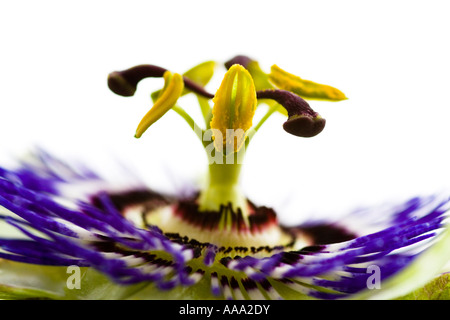 Macro Portrait d'une fleur de la Passion Passiflora sur fond blanc l'Angleterre Banque D'Images