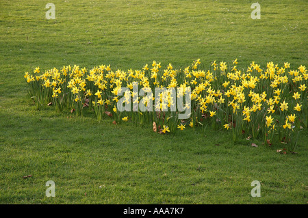 Les jonquilles à St James Park London Banque D'Images